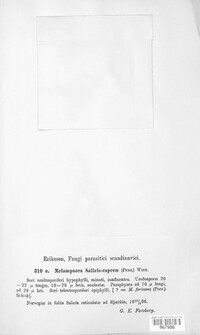 Melampsora caprearum image